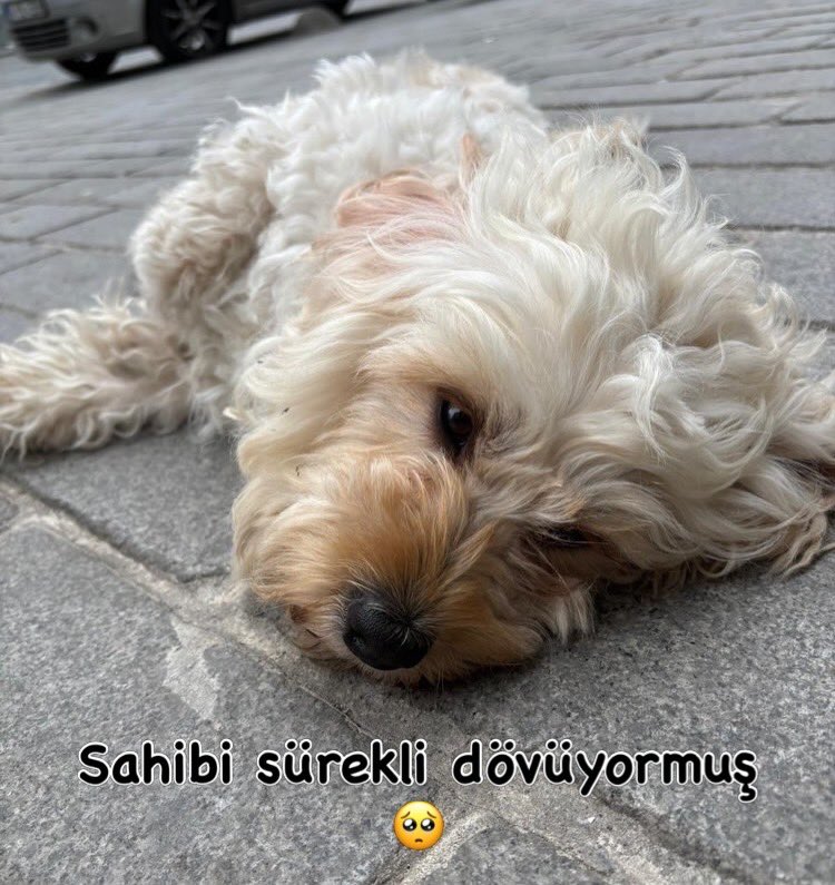Pati Arkadaş tweet media