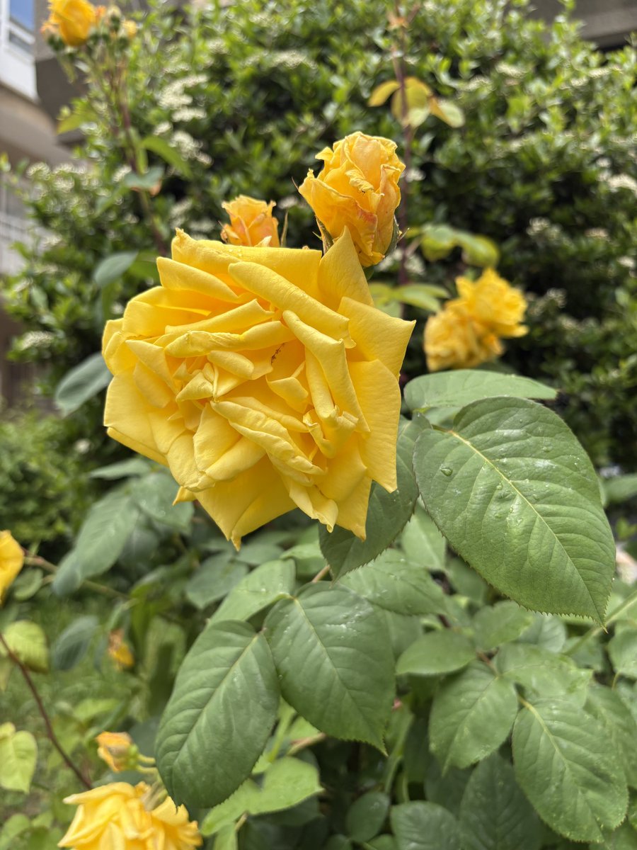 sengulyuksel's tweet photo. 🌹 https://t.co/jGMNVJGNdq