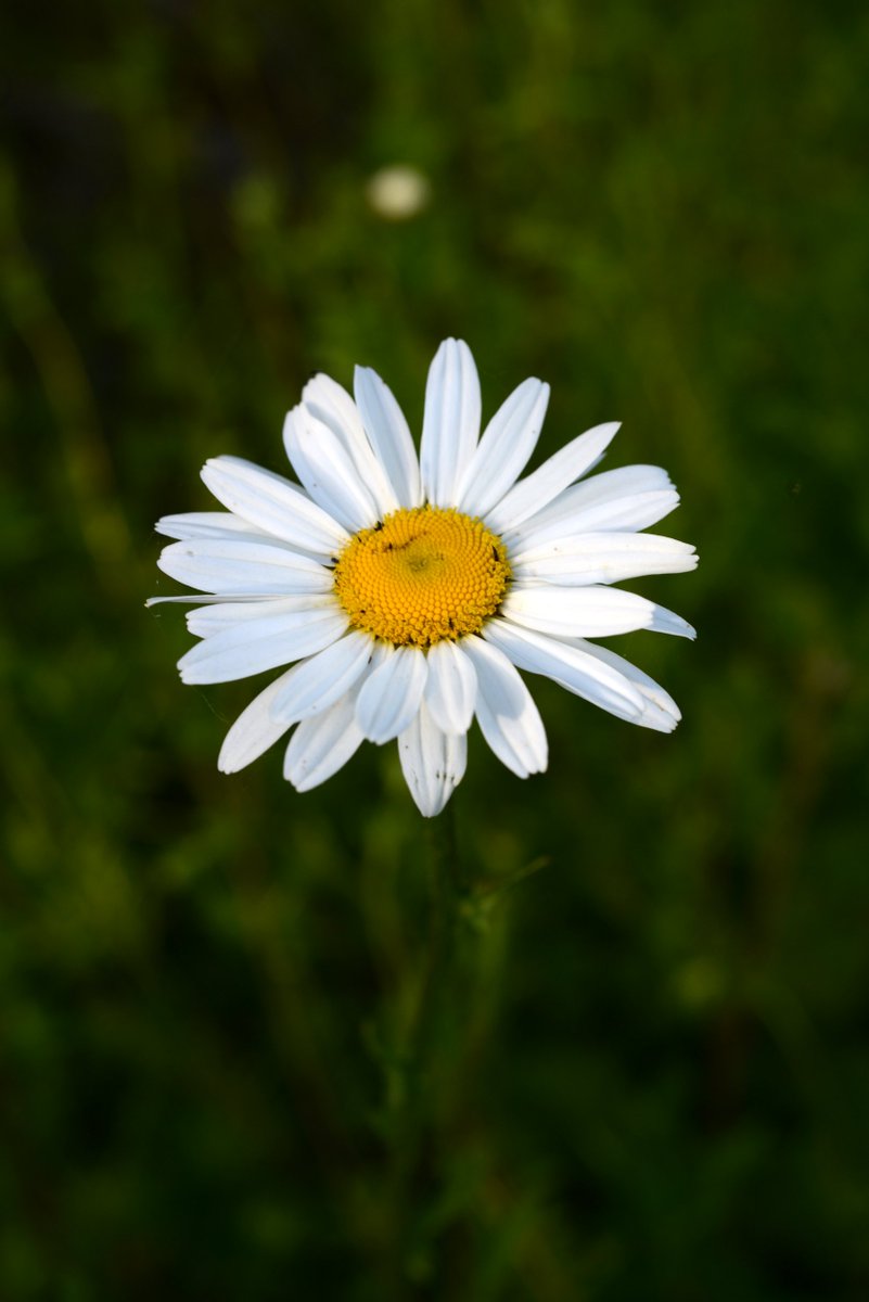 CW_creatives's tweet photo. totally in love with the wildflowers
#wildflowers #macrophotography #daisy #iris https://t.co/9flqA2mhHP