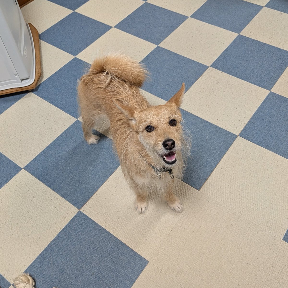 犬ちゃん (@dogchan1010) / Posts / X