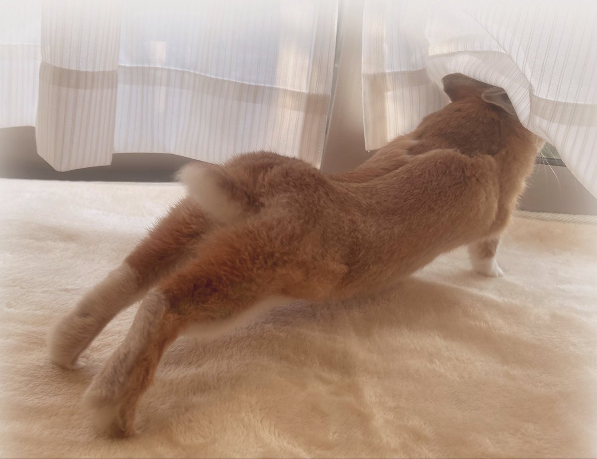 🐰のび〜〜〜る🧡おちり ﾋﾞｮ──( -ㅇ-)──ﾝ #うさけつようび