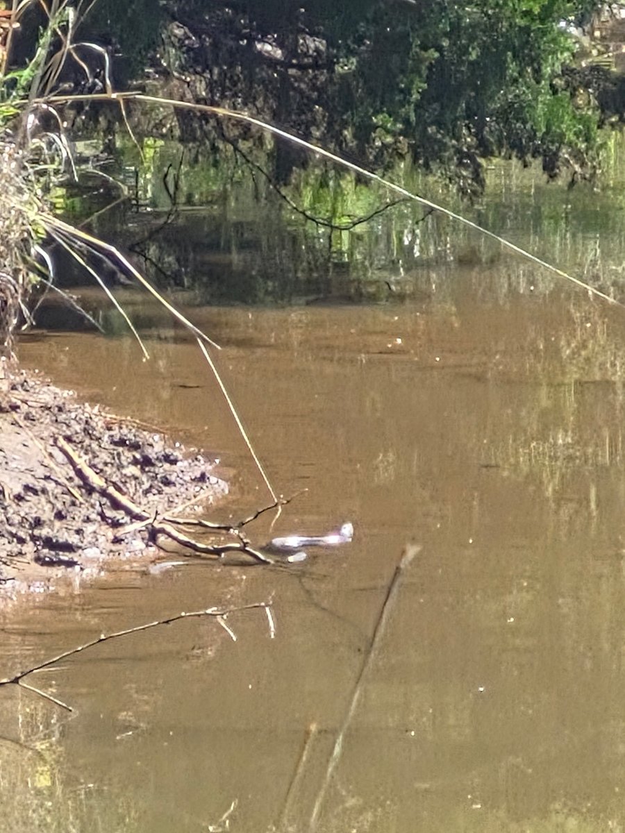 OaklakeTrails's tweet photo. Thanks to Chris and Katelyn for submitting pictures. https://t.co/s4K6WiGZgS