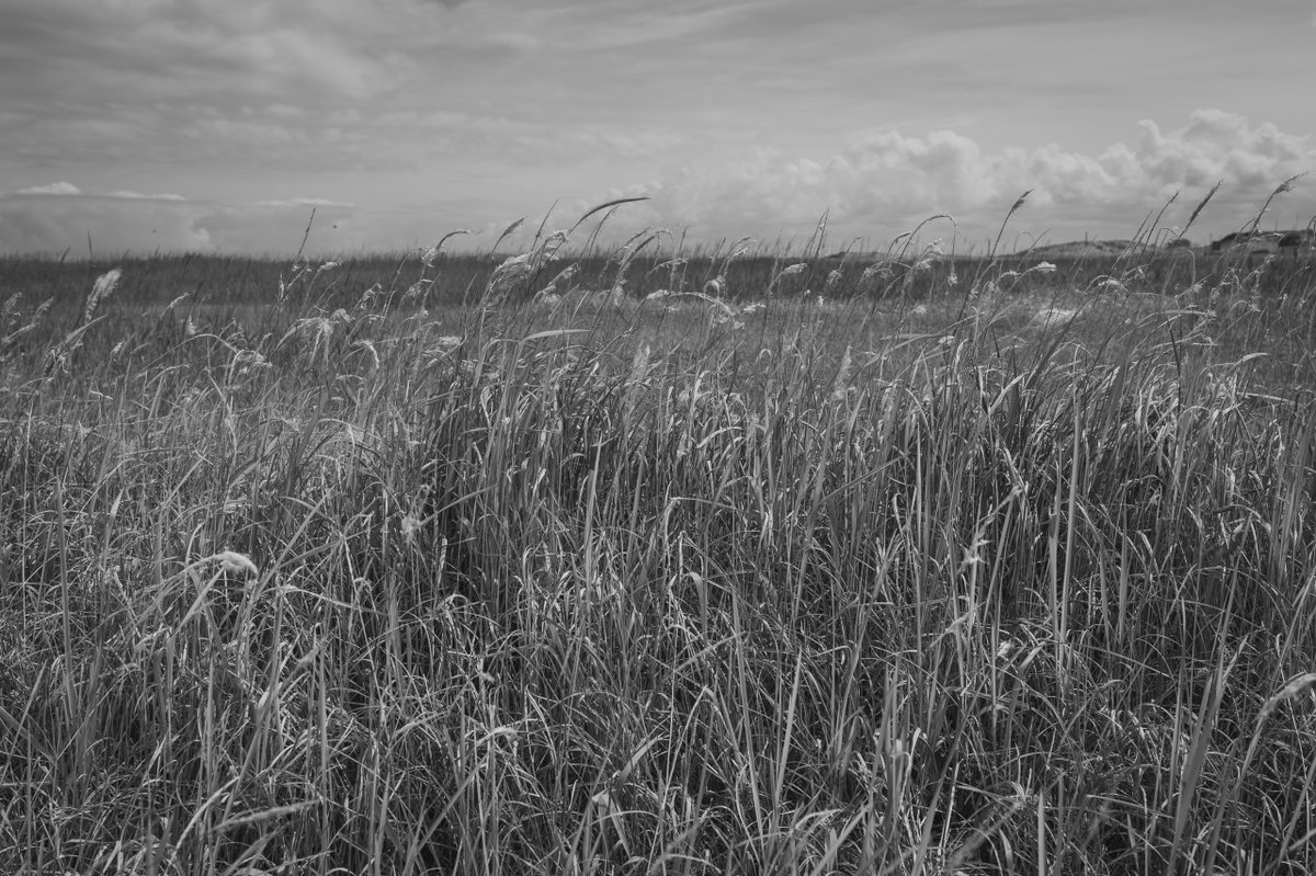 2491 #monochrome #モノクローム