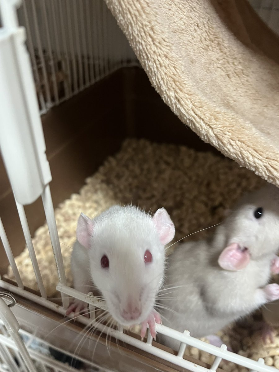 Choose__11's tweet photo. ご家族様募集中のラットボーイズ🐁⸒⸒

可愛くお写真撮りたくてもみんなして寄ってくるからまともな写真を撮るのが難しい😂

元気いっぱい食欲いっぱいです！

 #ご家族様募集中
  #ファンシーラット
 #ラット
 #小動物 https://t.co/4Hg9LZt227