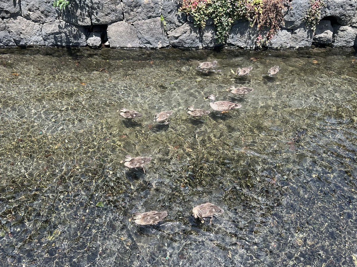 ggttooo's tweet photo. 今日、おかんと散歩してたらプカプカしてる鴨ファミリーを見つけ、近くにエサの食パン角切りが売ってたから買った。「子ども達、速っ！母が全然食べない！母偉い！でもアナタも食べなさいよ、えいっ！🍞」と母鴨目掛けて食パン投げまくるマイおかんがおもろかった。笑 https://t.co/kFAo445Qy9