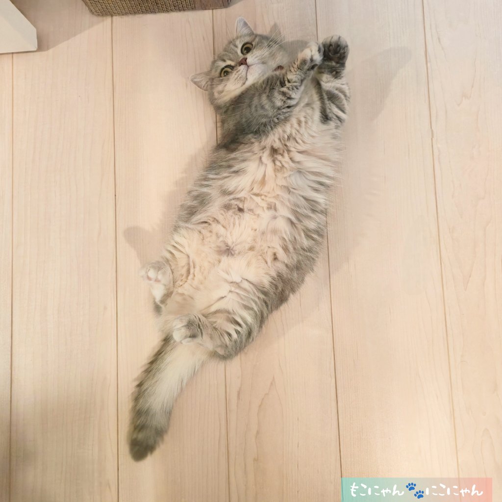 にこにゃん1 ฅ^•ω•^ฅ🩷