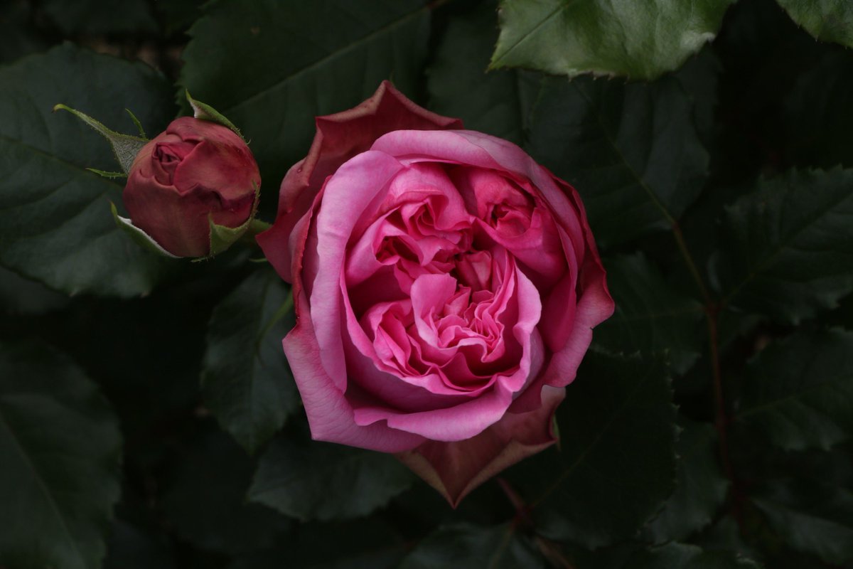 HalPy04's tweet photo. 💗 #薔薇 #rose
#ファインダー越しの私の世界 #キリトリセカイ #photography #HalPhot https://t.co/zDBJedvNio