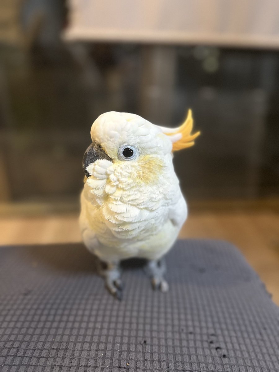 無類の鳥好き (@muruinotori) / Posts / X