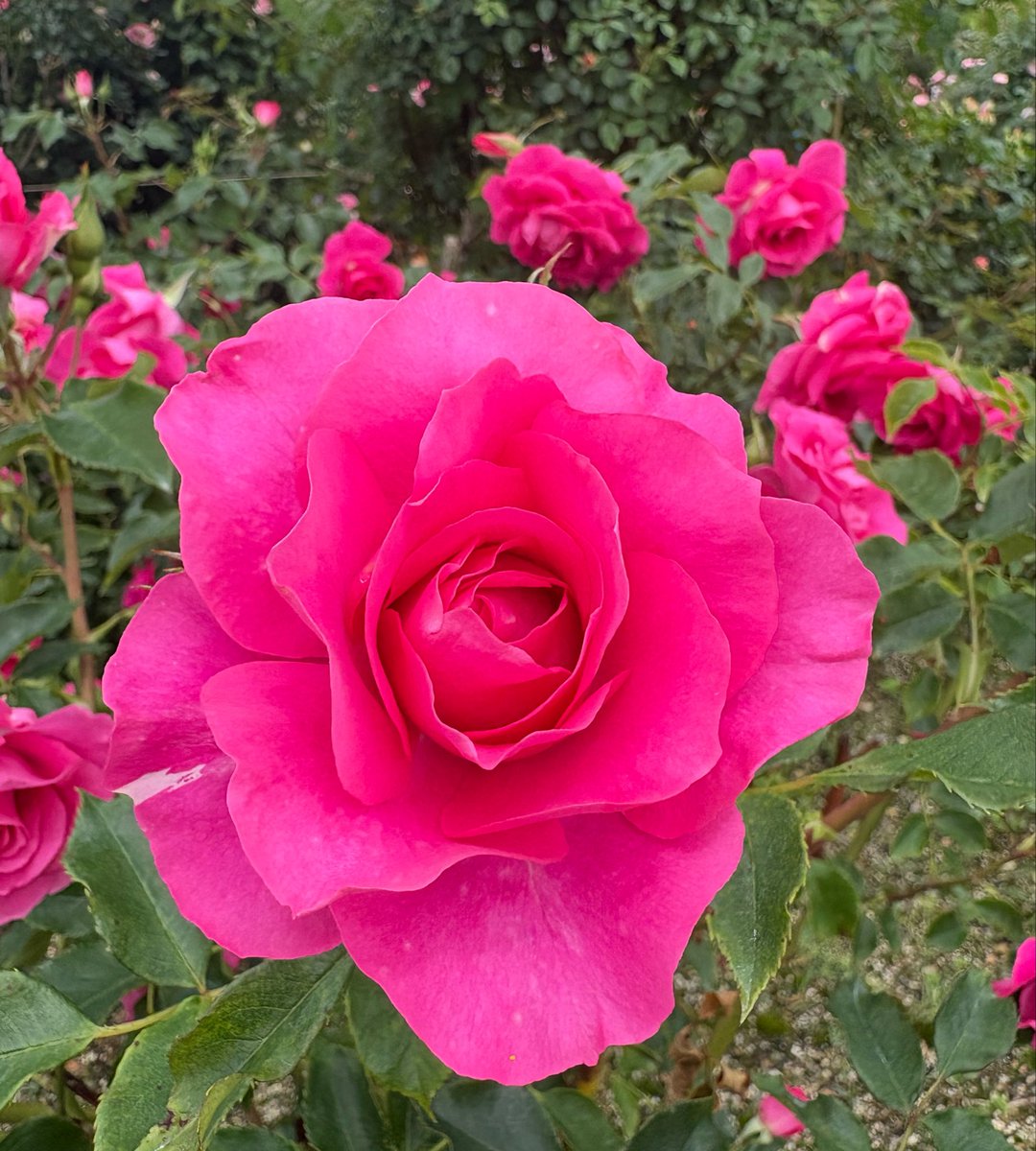 Blooming For Someone tweet media