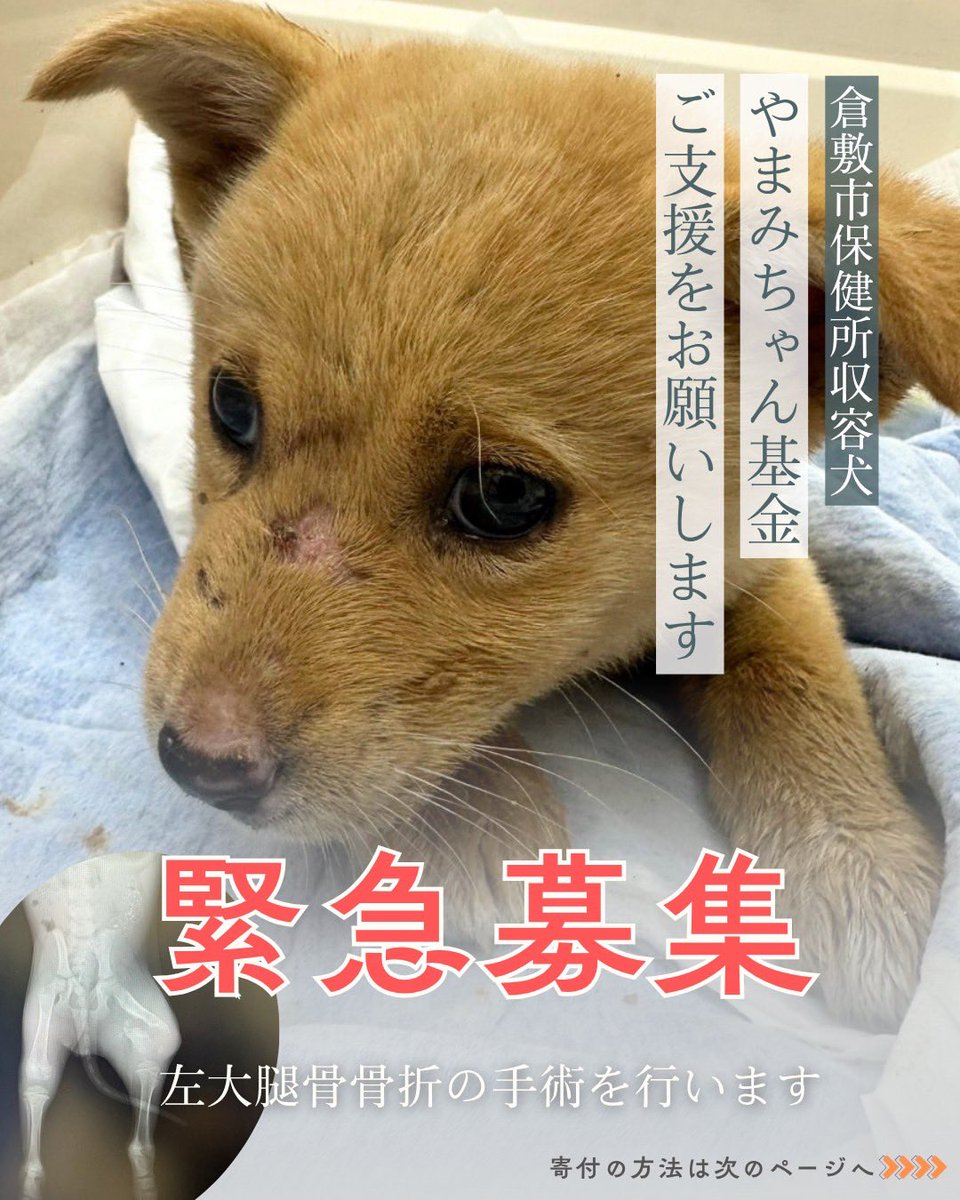 倉敷市保健所ボランティアTeamKAR tweet media
