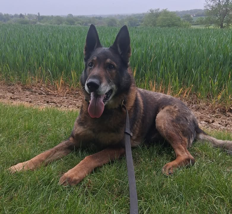 ERPDF's tweet photo. Very Happy 12th Birthday
      Essex RPD Gizmo
     🎂🐾💙🐾🎂 https://t.co/xp9nazqZfq