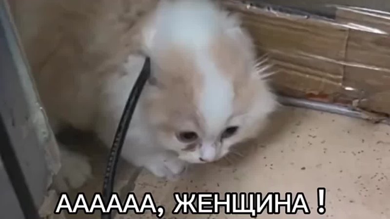 Беспокойник / Restless tweet media