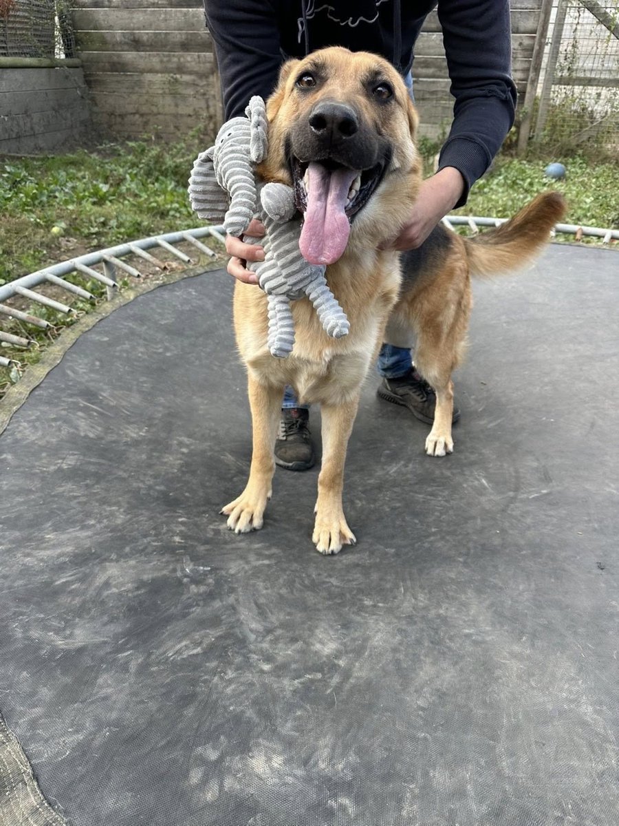 German Shepherd Rescue Elite ( GSRE ) tweet media