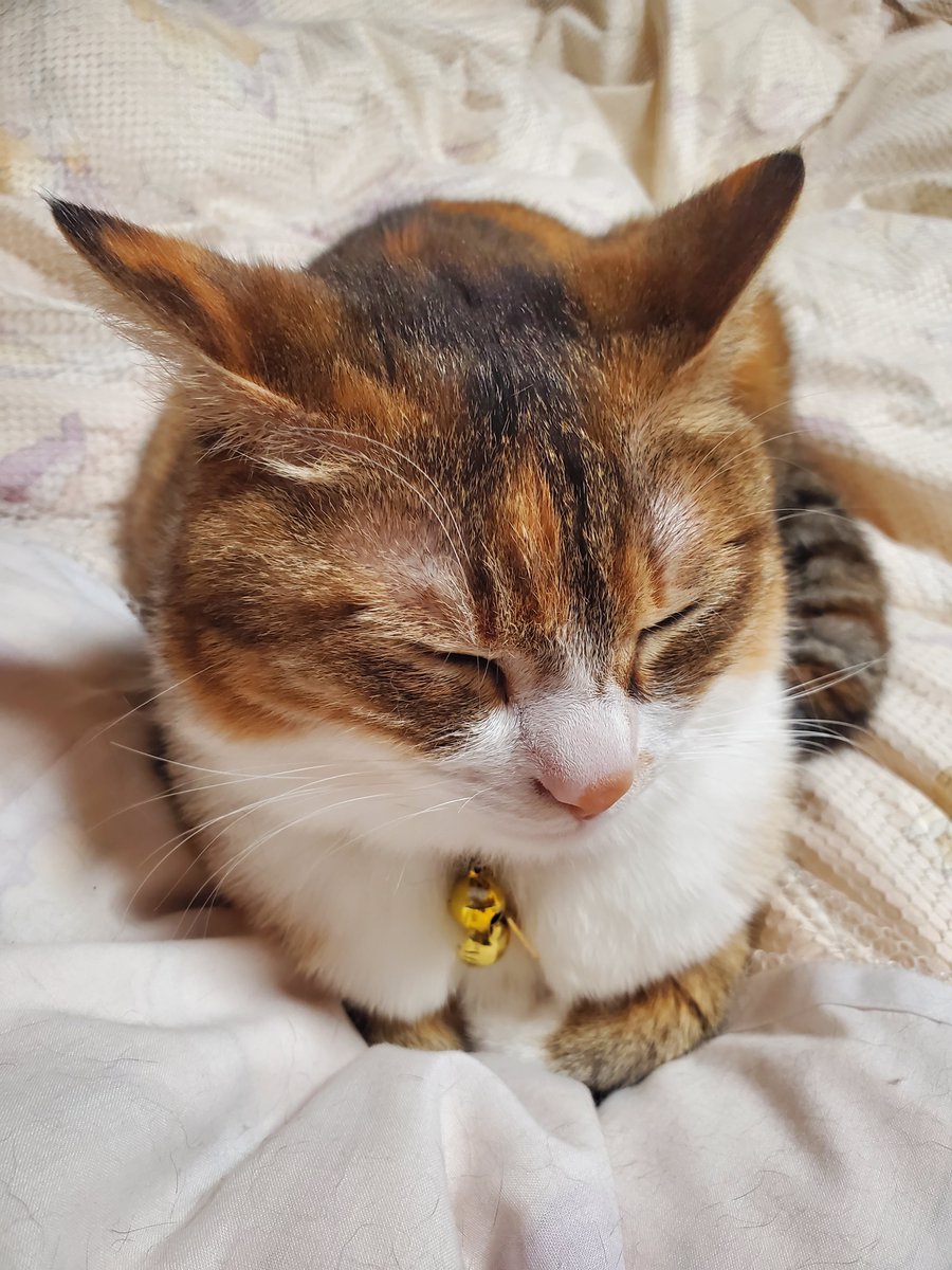 ねむねむにゃんこ(実物) #桃の成長記録