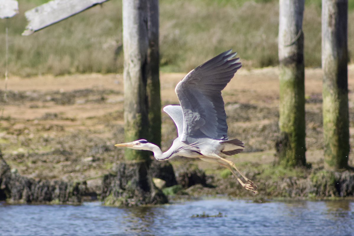 spill3's tweet photo. Grey heron at Culdaff River, Donegal https://t.co/dH8DHRRwrL