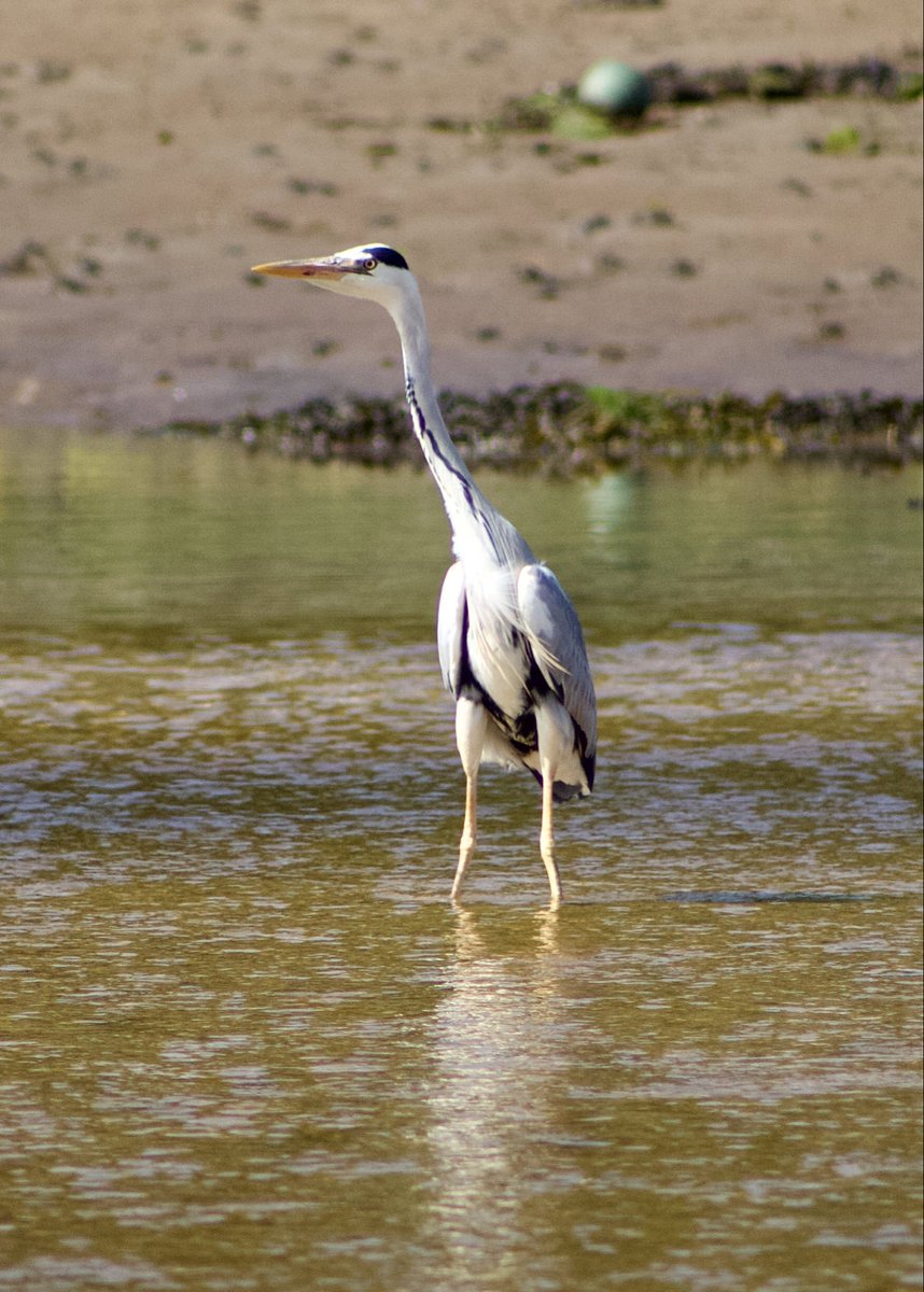 spill3's tweet photo. Grey heron at Culdaff River, Donegal https://t.co/dH8DHRRwrL