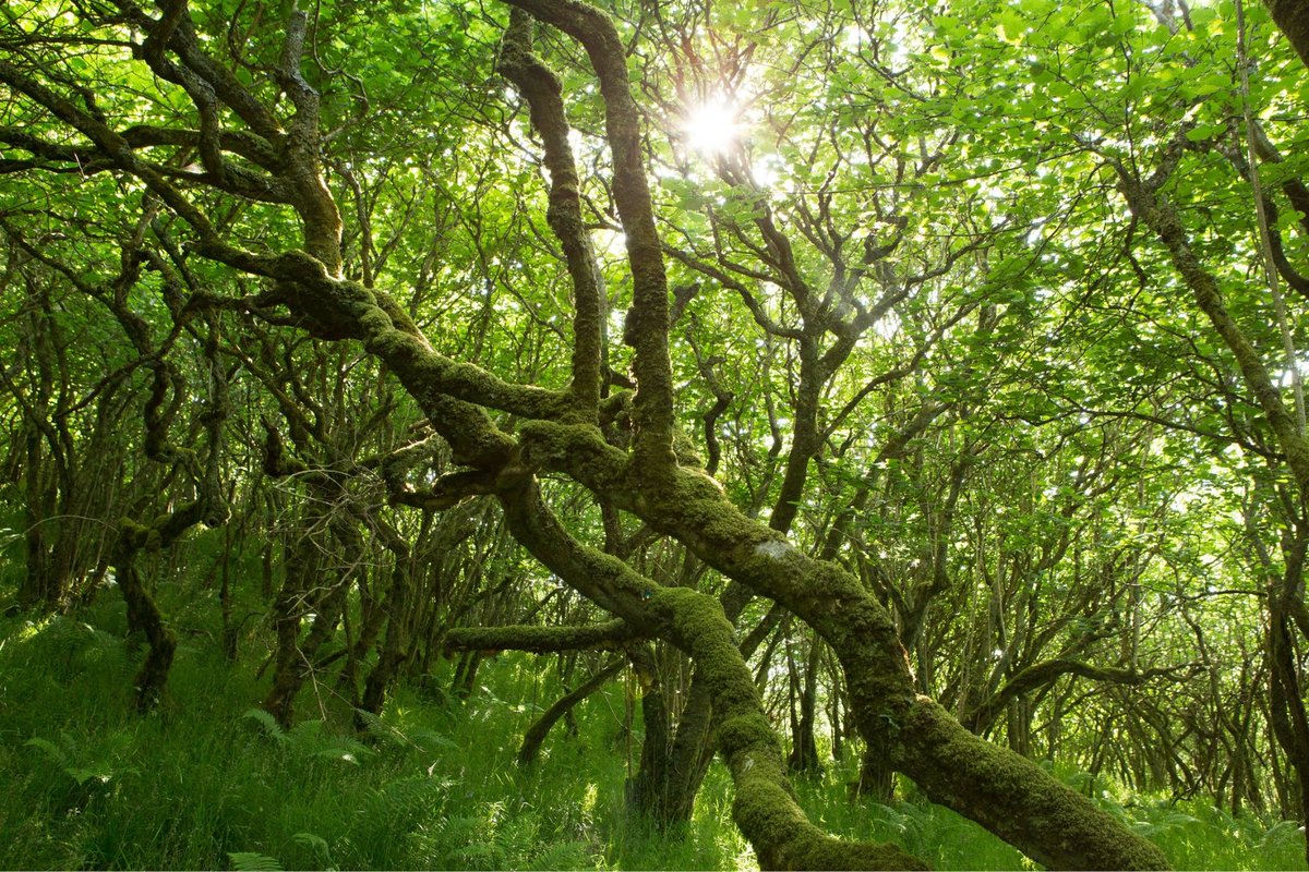 Trees for Life tweet media