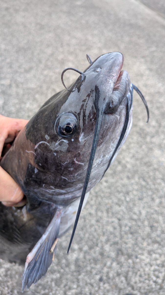 jackallhideyuki's tweet photo. 昨日の釣果🎣その3
久々に釣れました😄
#霞水系 #ZAPP #リンボー https://t.co/YdXW0PKWGp