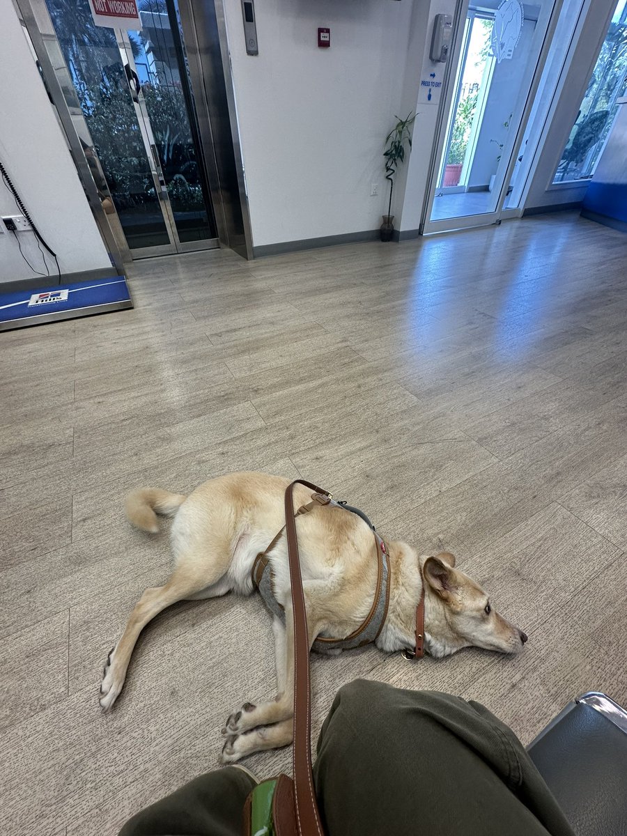 arikyooo's tweet photo. 獣医さんの待合室で待ってたら他の飼い主さんから You looks like a potato 🥔 ! と言われたのはむぎです。同意。 https://t.co/VxUWQ8FJw1