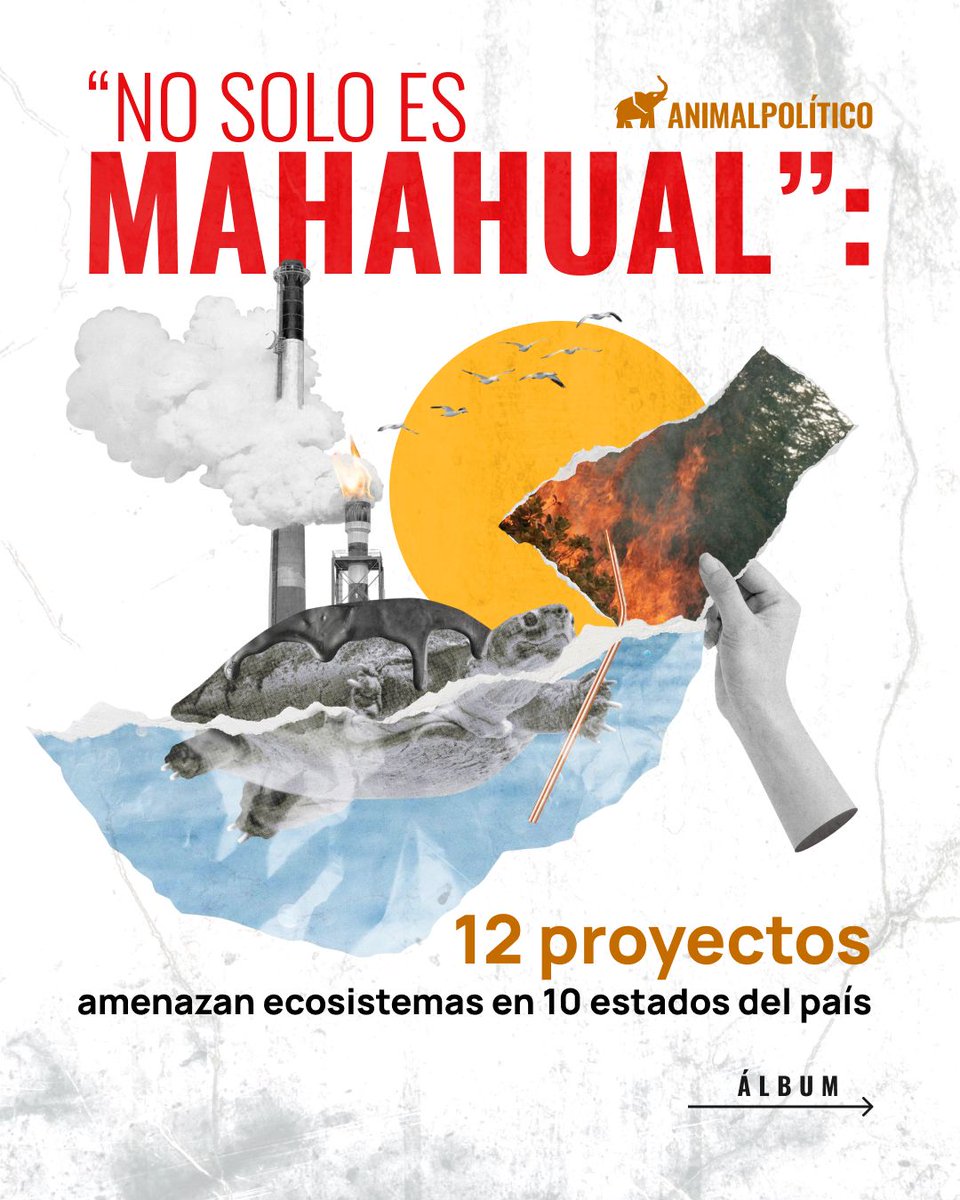 Animal Político tweet media