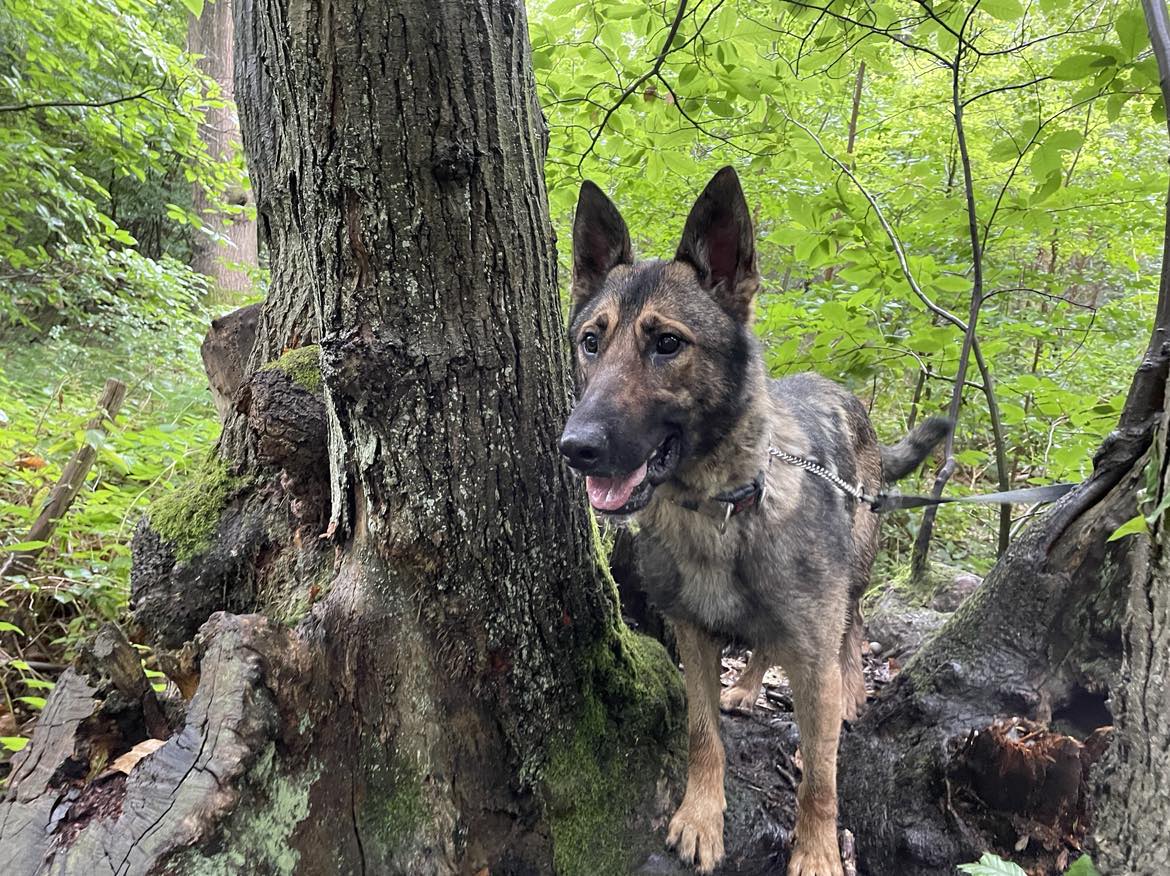 German Shepherd Rescue Elite ( GSRE ) tweet media