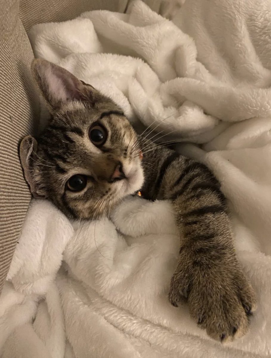 beenforseok's tweet photo. 🐱 https://t.co/z0ewKVcFY8