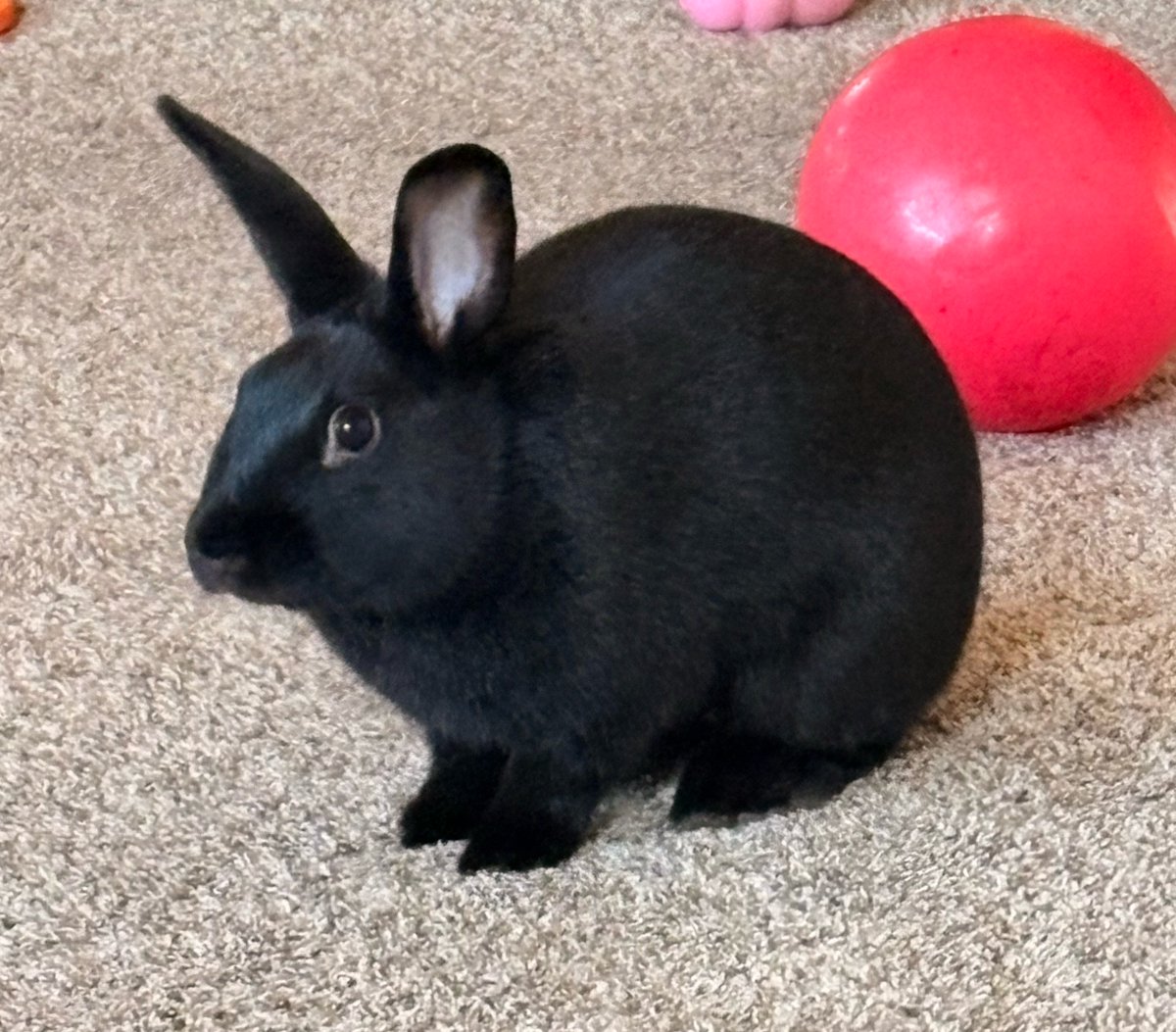 Professor & Pastor Tie-Dye tweet media