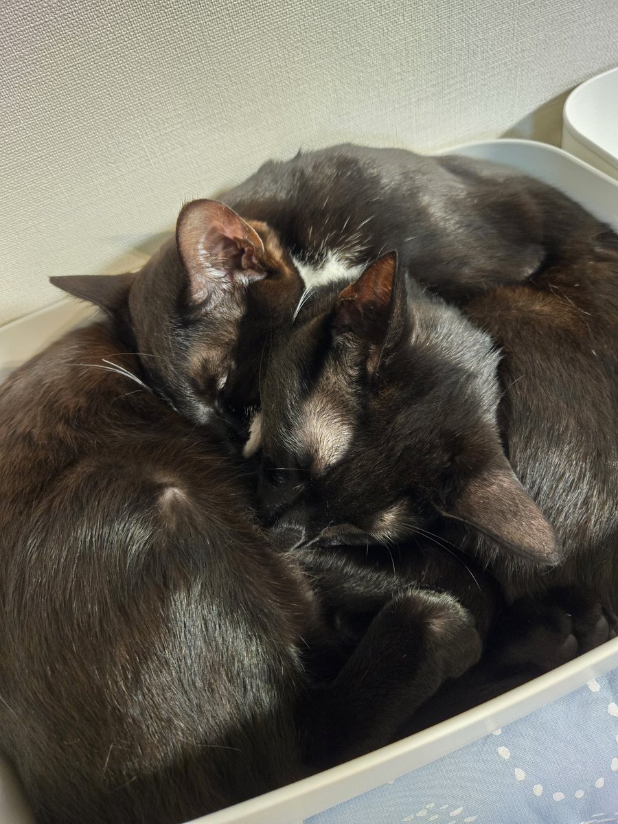 yuultimaff14's tweet photo. みちみちに詰まっておる(･ω･)
＃ff14 ＃ららふぇる #ねこすきー https://t.co/x8xnkkzfvW