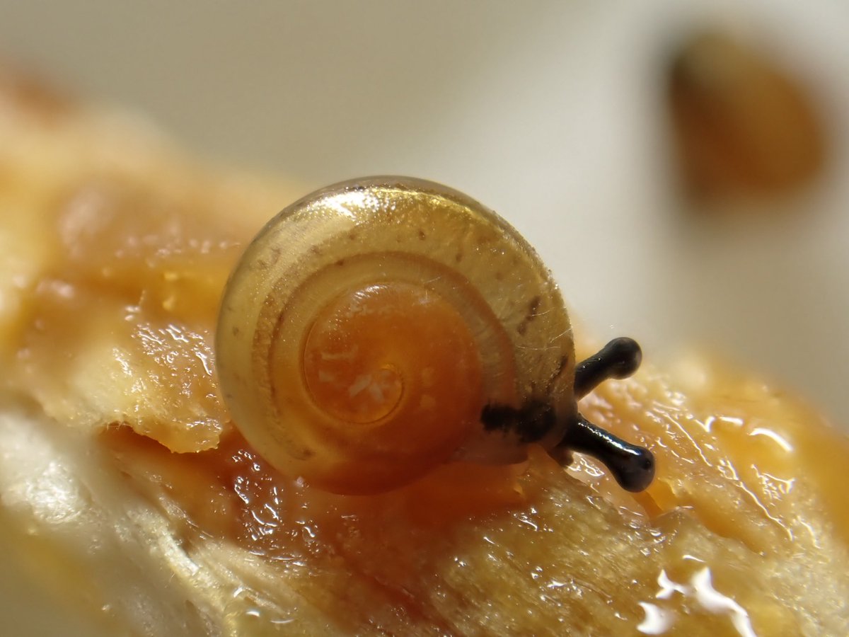 Snail_keeper's tweet photo. アナナシマイマイが孵化していました。餌食いもよく順調です。 https://t.co/8anpHD9rbA