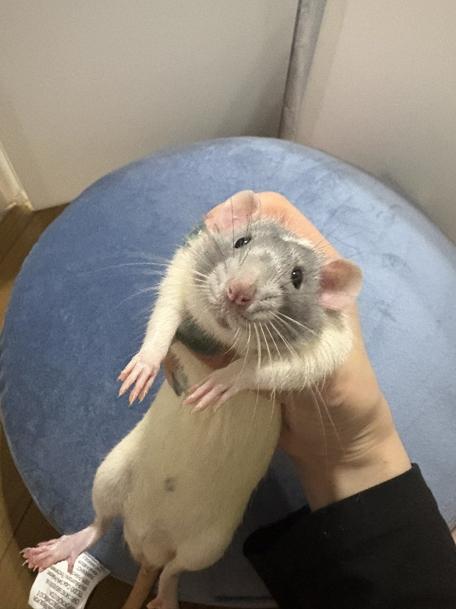 ハ・ムチャン🐹 tweet media