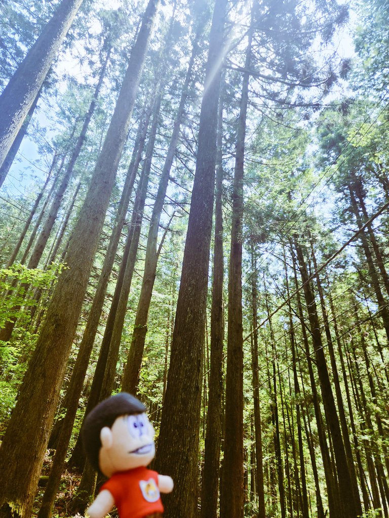 tebrido3's tweet photo. 予定外の山で遭遇するぬい https://t.co/rKc6iYyEp0