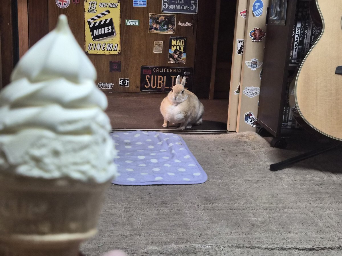 ゴンちゃんのお部屋 tweet media