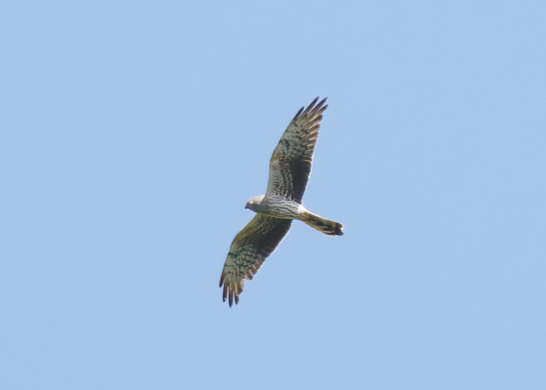 Seasalter birder tweet media