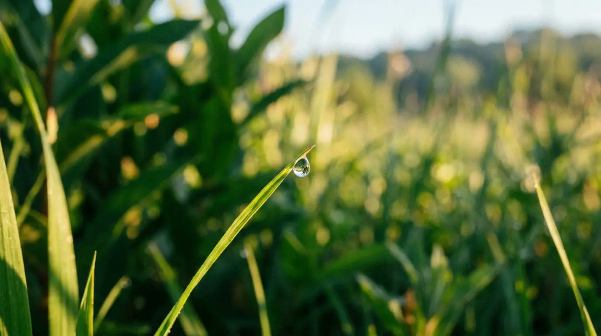 ABPrayBlog's tweet photo. "Do not worry about tomorrow, for tomorrow will worry about itself." — Matthew 6:34 🕊️

Anxiety steals the beauty of the present. Take a deep breath, ground yourself in the now, and trust that you are provided for. 🌿 #Faith #Mindfulness #Scripture https://t.co/pCW2250vrv