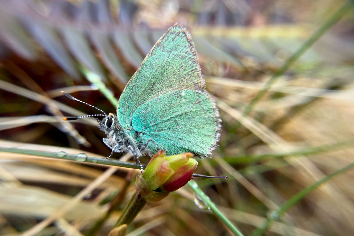 treesforlifeuk's tweet photo. The green hairstreak butterfly is the UK’s only green butterfly. 🦋 A small and shy butterfly that keeps its wings closed except in flight, revealing a metallic green underside with a faint white streak.

Adults can be seen between April and June, and this one was spotted on the edge of a burn at Dundreggan during a plant survey. 🌿

📷 Thanks to James Rainey, our Senior Ecologist, for the photo