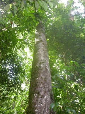 BitcoinTimber's tweet photo. SPECIES DOSSIER: Carapa guianensis

Family: Meliaceae (mahogany family)
Height: 80–115 ft typical, up to 180
Grain: Straight, occasionally interlocked; ribbon figure on quarter-sawn
Durability: Moderate
Decay resistance: Low (interior use)
Known uses: Fine cabinetry. Furniture. Flooring. Boat decks. Veneer. Crab oil.
New use: Proof of Work.