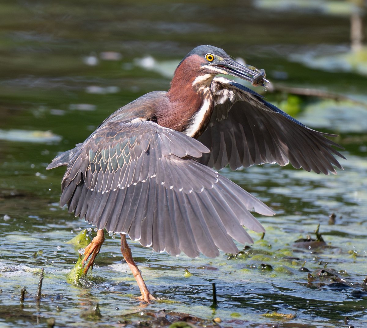 DallasEsq's tweet photo. Green heron munching on a sunfish. Dallas 5/24/26, credit Ivan Jay Young https://t.co/xFgsW73wWc