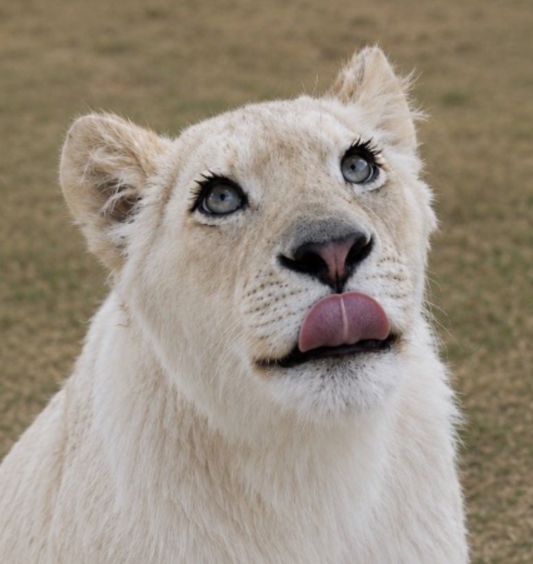 White Lioness 🐻❄️🤍🇰🇷 tweet media