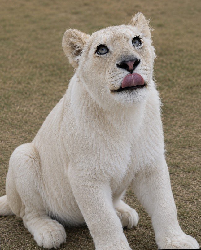 White Lioness 🐻❄️🤍🇰🇷 tweet media