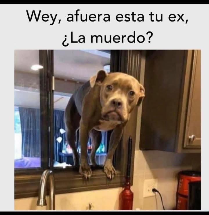 El Meme tweet media