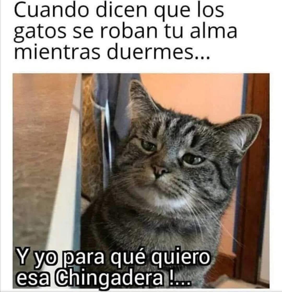 El Meme tweet media