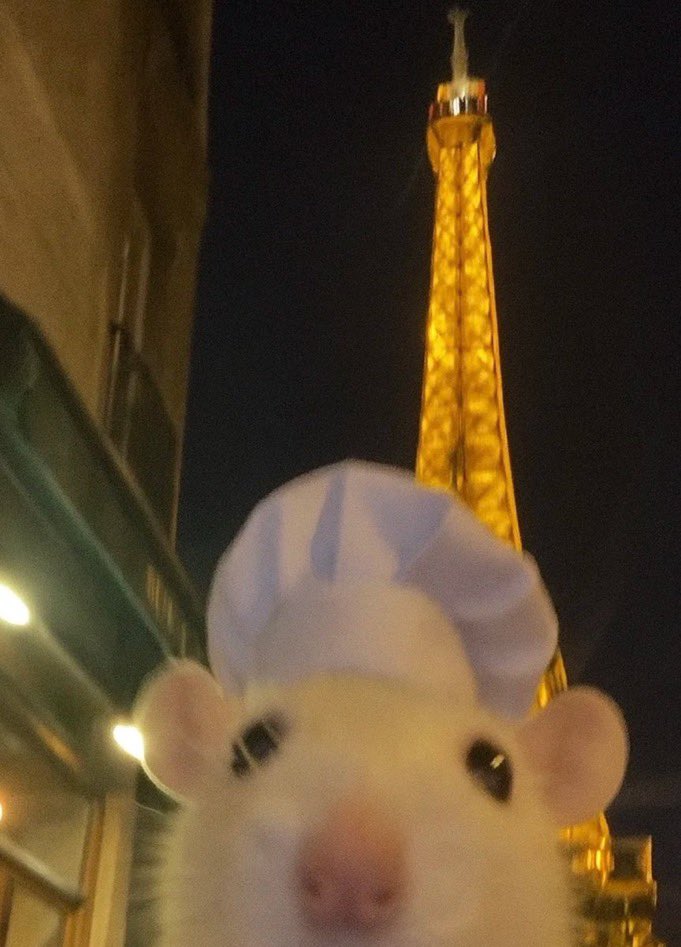 Rat 🎀 tweet media