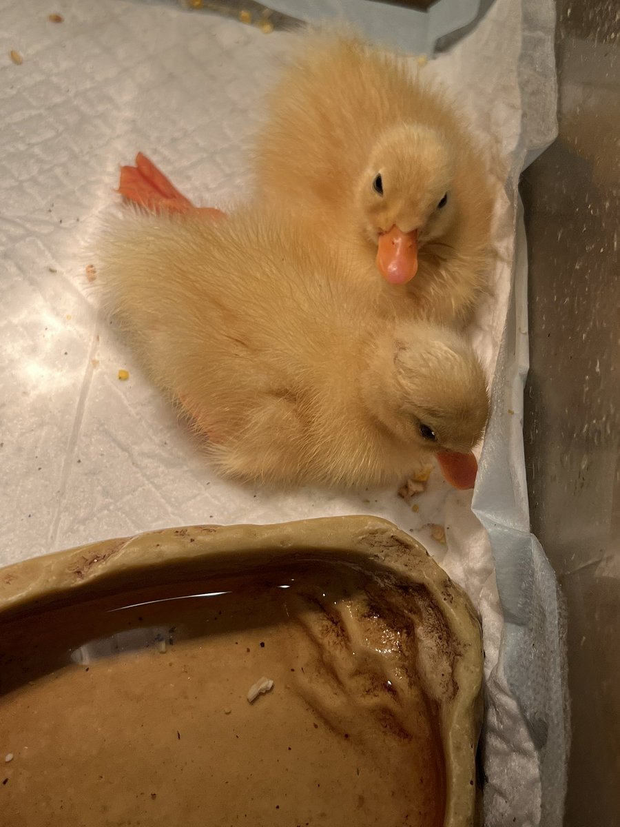 ReptilesQueen's tweet photo. 5/22生まれのコールダックの
赤ちゃんたち🐥⭐️

まだ小さくて心配なので、自宅で大切に育てています！

後ろをちょこちょこついてくるようになって、本当に可愛いです🥰 https://t.co/3HiWECBE9a