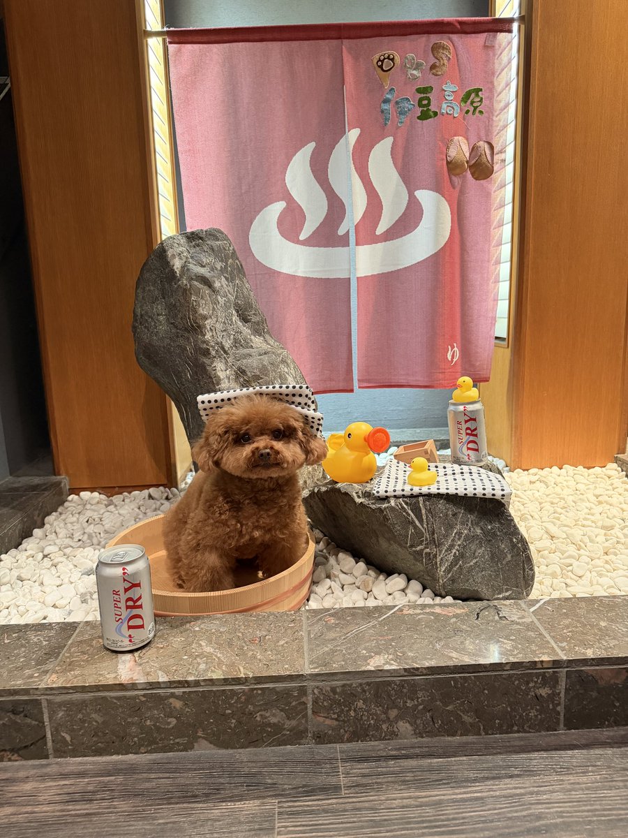 uni_toypoodle's tweet photo. いっい湯だっなぁっ！ https://t.co/ETzVhxafH3