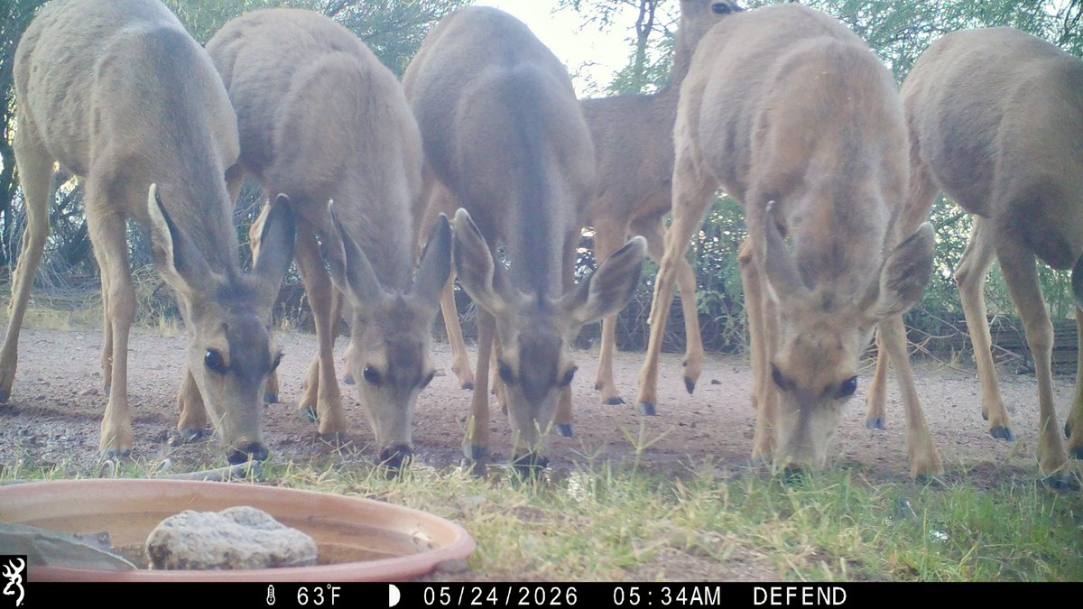 CrytzerFry's tweet photo. Mule #deer party at my place! #cameratrap https://t.co/su5PlUVorp