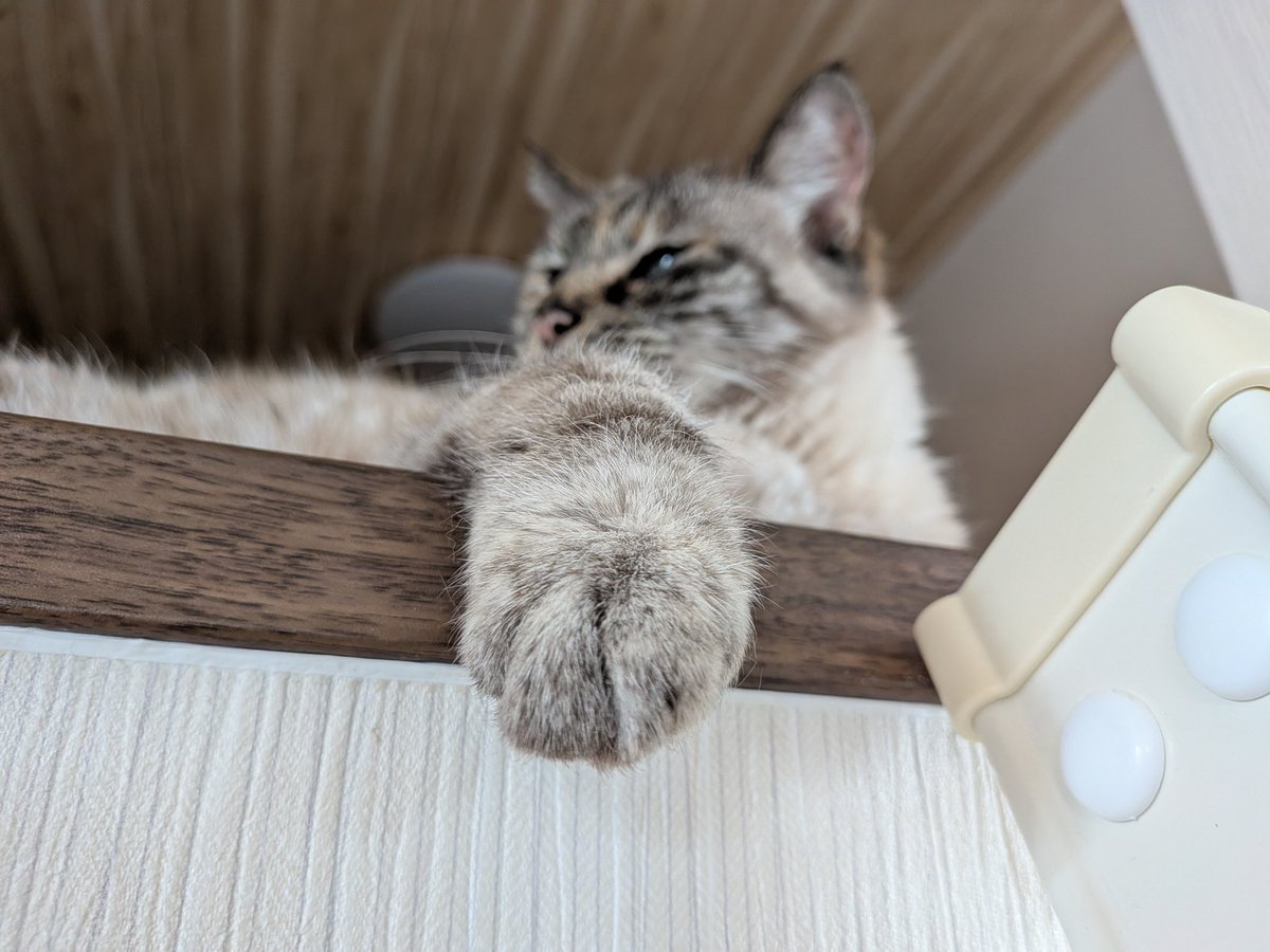Jpn_Cat_Lab's tweet photo. 猫と家族が快適に過ごすため、引越ましたー🐱

猫たちもロフトのある生活は10年ぶり。「猫は家に憑く」と言うけど、下僕と信頼関係結べてる子は「人に憑く」‼️

文筆家ながら文字で勝負したくて写真避けてたところもあるんだけど、これを機に写真増やしてこうかな🐱

あ、引越し祝いにおててどうぞ🐾໊ https://t.co/QsxAuS5AP1