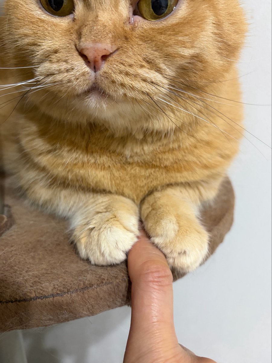 キャットアパートメントコーヒー tweet media