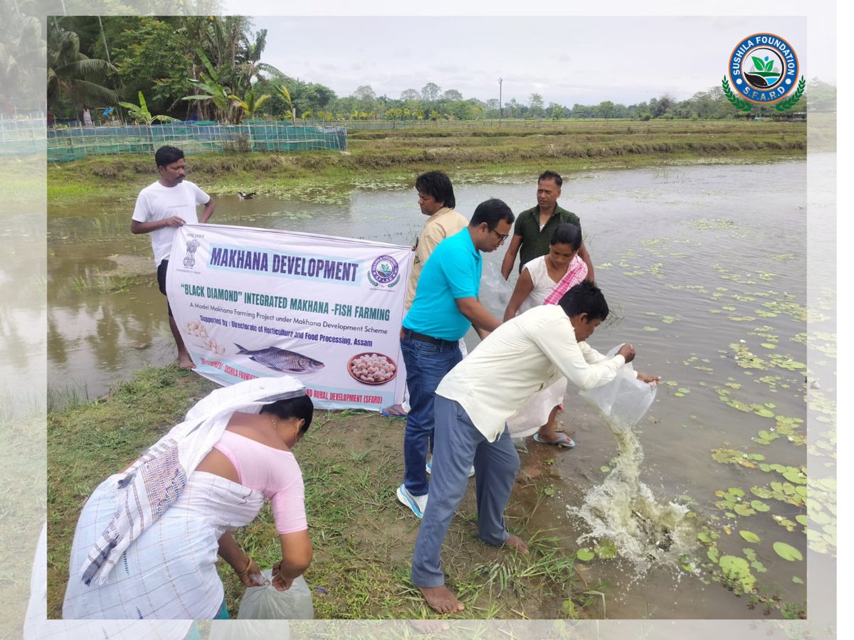 SfardFdn's tweet photo. On 16.05.2026, fish seedlings were released at Toubhanga Village, Sonitpur, under the Black Diamond Integrated Makhana–Fish Farming Model Project of the Makhana Development Scheme, supported by the Directorate of Horticulture &amp; Food Processing, Assam. https://t.co/t1QFOkId0p