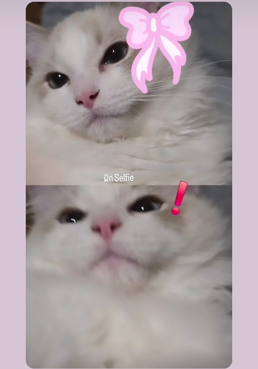 Sea🐈‍⬛🎀 ft.WU✨️📿 tweet media