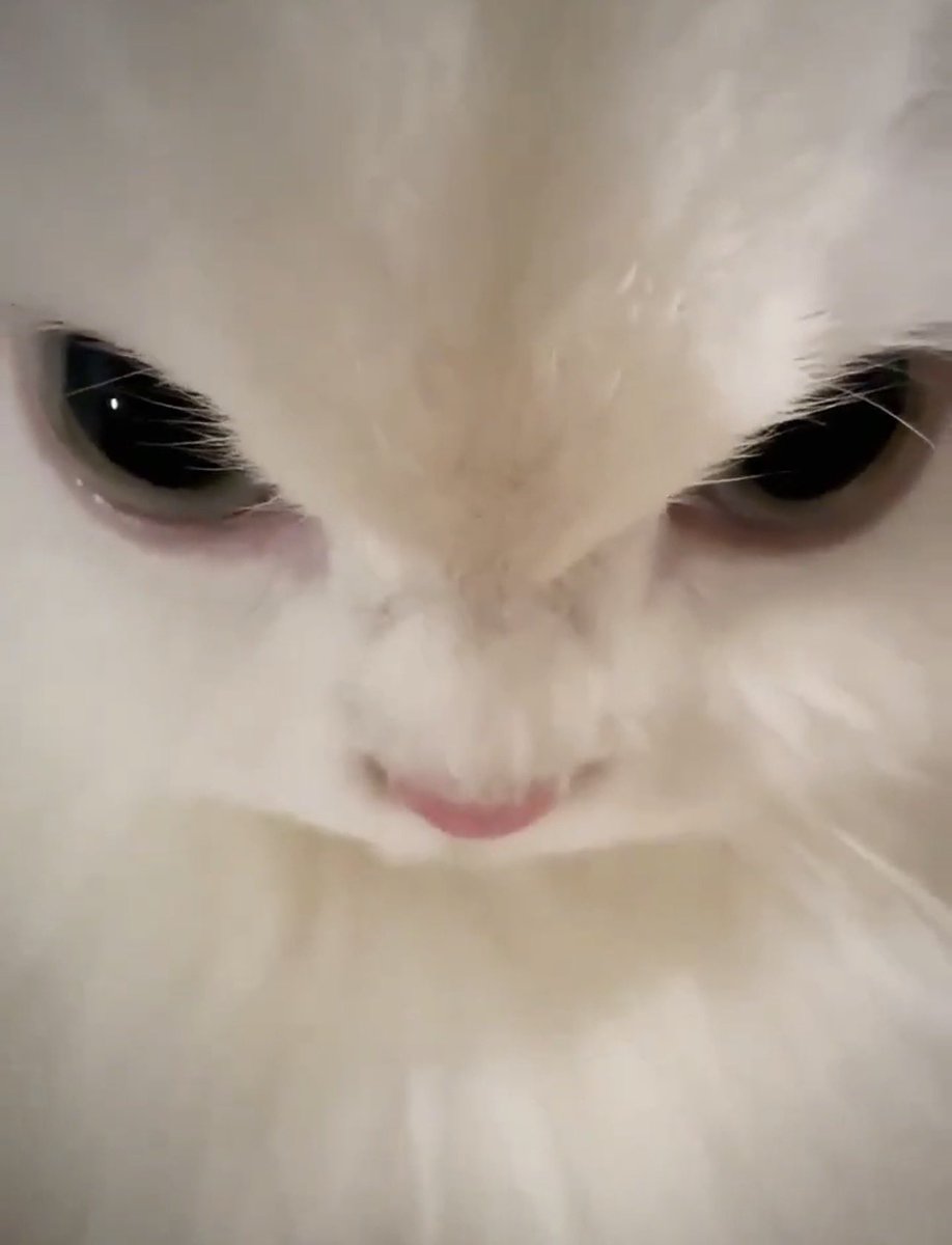 justmel108's tweet photo. He’s really THIS cat 😭😭😭 Even the fur is in similar color 😭😭😭

#pavelphoom https://t.co/VqwL1lqxKc